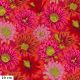 Tissu patchwork Philip Jacobs Fleur de Cactus PJ096 rouge