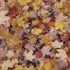 Tissu patchwork feuilles d'automne - Open Air