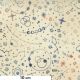 Tissu patchwork crème symboles d'astronomie colorés - Astra de Janet Clare